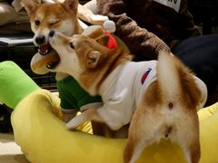 -逗柴咖啡屋·狗咖猫咖宠物桌游