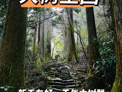 -天目山大树王景区