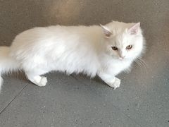 -飞行喵MR PILOT|猫舍·猫咖(静安大融城店)