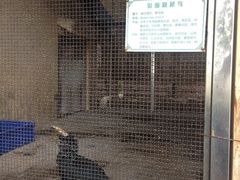 iphone_upload_pic-百鸟园