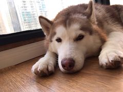 -Husky Go! 哈士奇体验馆·宠物咖啡厅狗咖