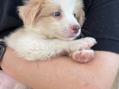 -翊宠yipet猫狗购宠庄园犬舍•猫舍