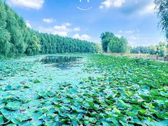 -白渔泡湿地公园