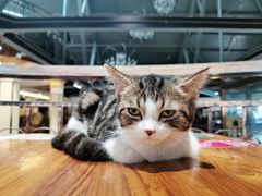 -more than meow吴止猫主题餐厅(承德 中船汇店)