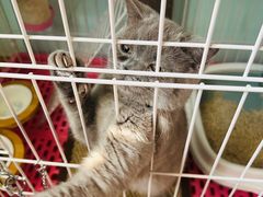 -翊宠yipet猫狗购宠庄园犬舍•猫舍