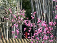 -望江楼公园