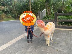 -三亚亚龙湾人间天堂鸟巢度假村