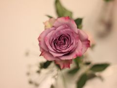 -杭州街角花屋花店(闻堰店)