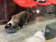 -猫咪博物馆(顶澳仔猫街店)