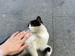 -欣宠猫屋·矮脚拿破仑·蓝金金渐层
