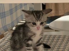 -唐小姐の猫狗洗护·购宠旗舰店(周浦万达店)