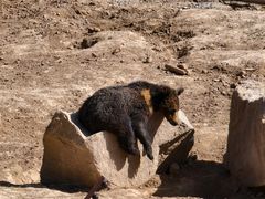 -青藏高原野生动物园