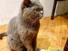 -猫小院猫主题餐厅(三里屯店)