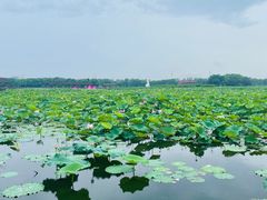 -荷塘月色湿地公园·向阳花洲