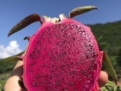-新鸿港水果市场
