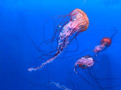 -大连老虎滩海洋公园