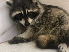 -浣熊柯尔鸭土拨鼠·电玩咖