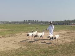 -盐城丹顶鹤湿地生态旅游区