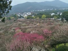 -香雪海