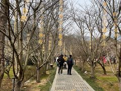 -香雪海