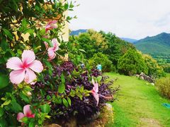 -黄色小屋