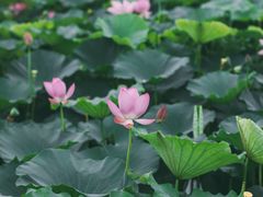 -荷塘月色湿地公园·向阳花洲