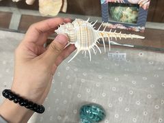-青岛贝壳博物馆