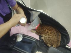 -北京观赏动物医院·24小时大型综合·猫专科·异宠专科