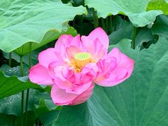 -陈家山荷花公园