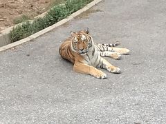 -大连森林动物园