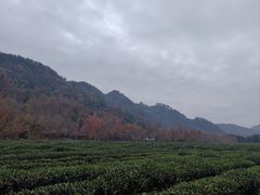 -中国茶叶博物馆(双峰馆区)