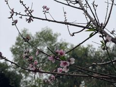 -狐尾山公园
