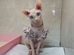 -钦宠·猫咪售卖·洗护·寄养(东圃旗舰店)
