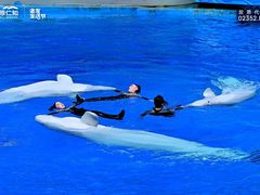 -海合安成都极地海洋公园