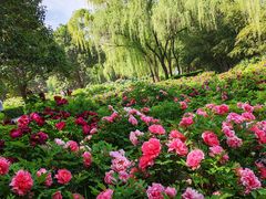 -洛阳市隋唐城遗址植物园