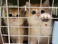 -lincat·猫舍(广州店)