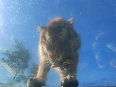 -西霞口神雕山野生动物世界