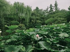 -秋霞圃