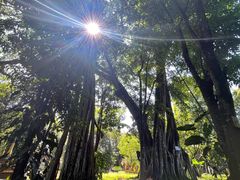 -瑞丽独树成林风景区