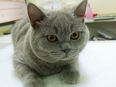 -佳怡动物医院·平价24小时·猫专科骨外科