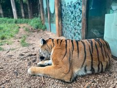 -云南野生动物园