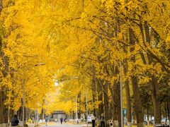 -四川大学(望江校区)