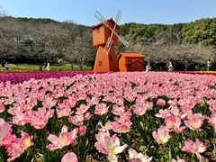 -苏州上方山国家森林公园
