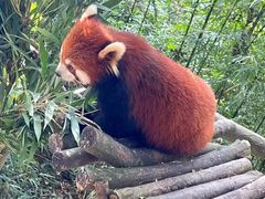 -都江堰中华大熊猫苑