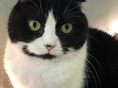 -猫儿山۰猫主题餐厅