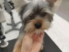 -BABIT巴比特宠物(MOMOPARK店)