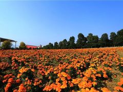 -洪湖湿地生态园