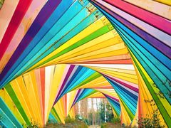 -合肥滨湖国家森林公园