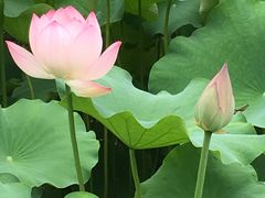 -四川大学(华西校区)