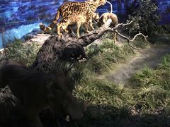 -国家自然博物馆